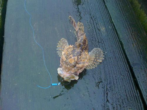 scorpion fish - caught blyth uk 27/12/2009