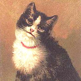 Pretty Kitty - someone's pet