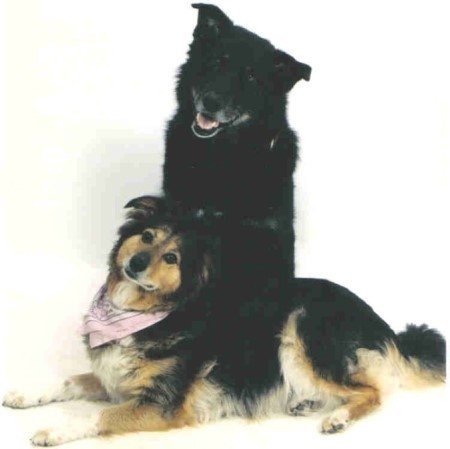 Ka'vik and TK - My Malamute mix Ka-Vik and My Collie mix TK.
