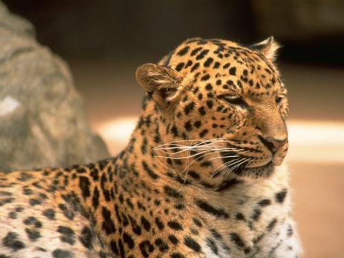 animals - rare animals