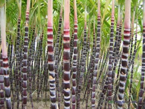 sugar-cane - sugar-cane. sweet