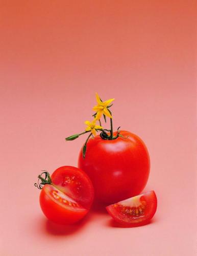 tomato - red tomato. red tomato