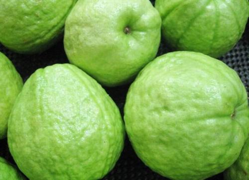 guava - guava. guava. I love it.