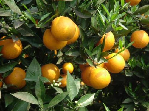 orange - orange. orange