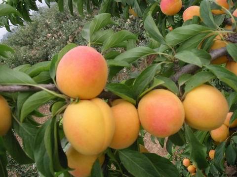 apricot - apricot. apricot