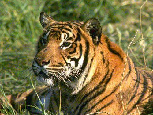 Amazing creature - They are really wonderful to look at and u can't take ur eyes out of them. Amazing creature - They are really wonderful to look at and u can't take ur eyes out of them.