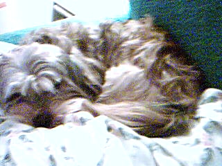 Pookey - This is Pookey,my Lhasa Apso.