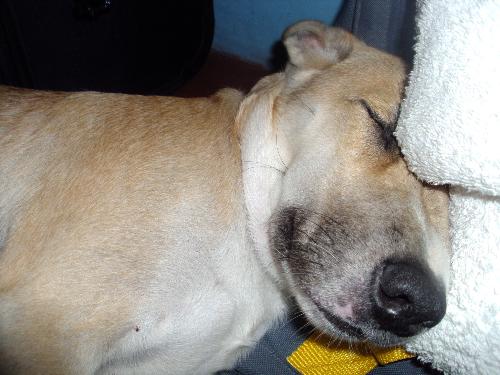 pet - My favorite pet is dog. Dog is known to be as man's bestfriend.