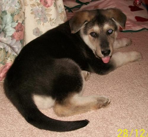 Chloe - One blue eye and one brown eye