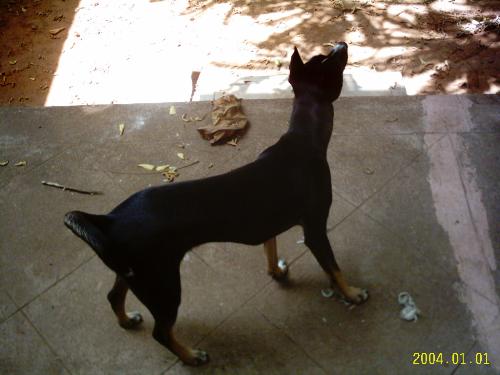 Pet - Preiti is our seventh dog. She is a stray but worth her weight in gold!