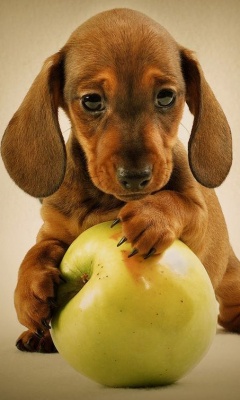Puppy Lover - I have been a dog lover ever since I was a child. Apart from dogs, I also tried taking care of cats too!