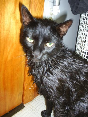 cats - My cat after a bath! HAHA