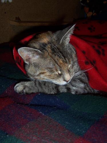cats - My pretty little girl sleeping!