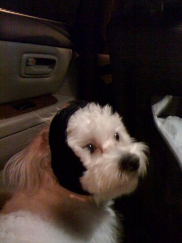 My cutie dog with a ear cover - Look at him lol :) He's so cute ... His name is Bong and he's 1 and half years old dog ... I love him