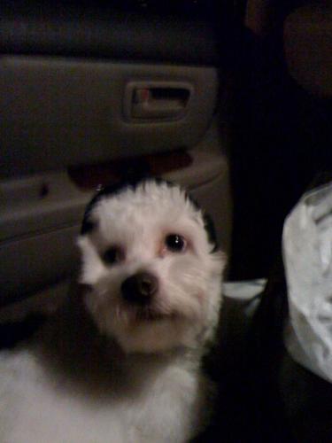My cutie dog look at the camera with the ear cover - Lol, this is the next picture of him that I can capture. He's looking to the camera and smile isn't he :) ... He's just so cute