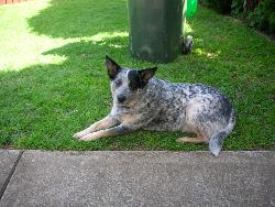 my dog jessica - blue cattle dog - mixture of blue and red cattle dog