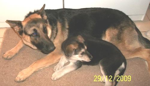 Toby and Chloe - Toby is 10 months old and Chloe is 8 weeks old. They make a wonderful pair!