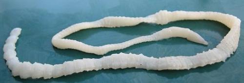 Tapeworm (aka Cestoda) - Also called fish, beef or pork tapeworms