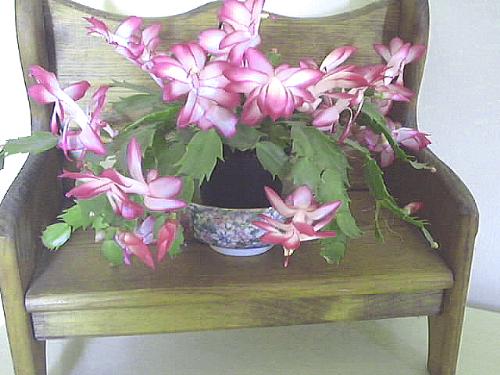 My little pretty Christmas Cactus! - Just in time for the holidays! My little pretty Christmas Cactus! - Just in time for the holidays!
