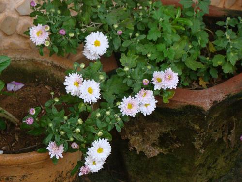Christmas flowers - Chrysanthemums come out during Christmas besides other flowers in my garden