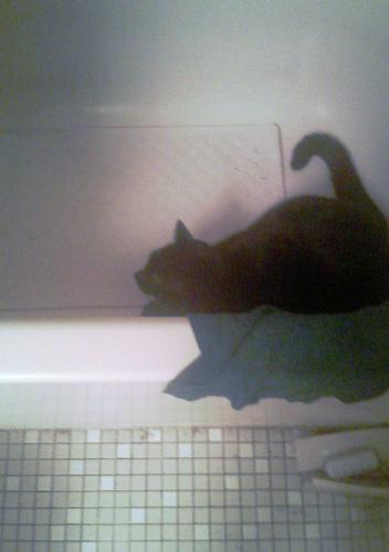 Bathtub cat - Here is living proof that not all cats are afraid of water, or water containers. Little bit is in the bath tub. I think he's looking for a puddle to drink out of.