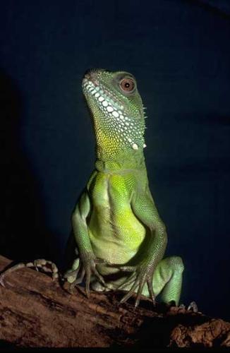 lizards - cute females,petty lizards,lovely lizards