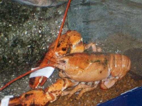 lobster - pic of a lobster at the aquarium in conneticuit.