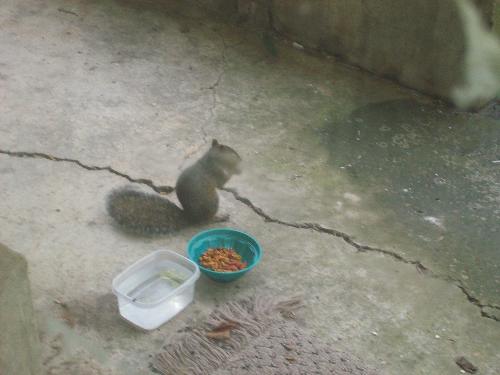 a squirrel - i was feeding an outside cat and this squirrel came and stole the cats food. lol.