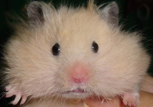 my fat hamster - My hamster is a Fattie! He loves to eat and eats alot, look how cute he is.