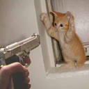Arrest Cat - Its a funny photo.........