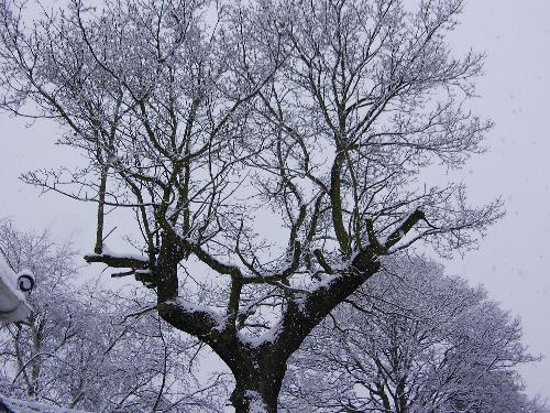 the snowy oak - oak tree in my garden the snowy oak - oak tree in my garden