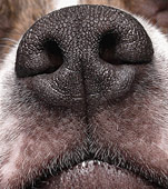 dogs nose - observing animal nose dogs nose - observing animal nose