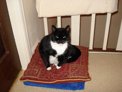 Mum's Cat Called Soxx - This is Mum's cat, one of two based in Blackpool that I saw over Christmas.