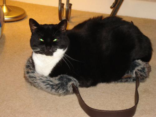 Mum's Cat called Ellie, Soxx's Mum. - Meet Ellie, a very fat but contented cat that likes to sit on furry things! Mum's Cat called Ellie, Soxx's Mum. - Meet Ellie, a very fat but contented cat that likes to sit on furry things!