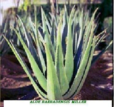 Aloe Vera - a moisturiser - Aloe Vera gel is an all purpose gel that takes care of every type of skin problem