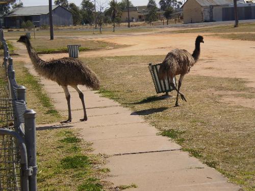 Two emus going walkabout just outside my yard. - See the big feet? They can do some damage.