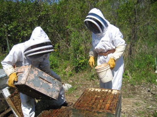 busy beekeepers working in the hives - Beekeepers manipulating beehives searching for the Queen Bee.