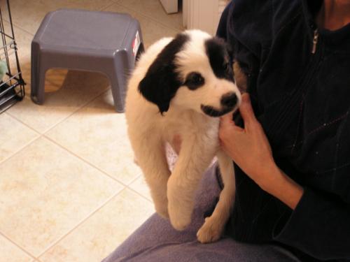 Puppy - Border collie dalmation mix at about 2 months