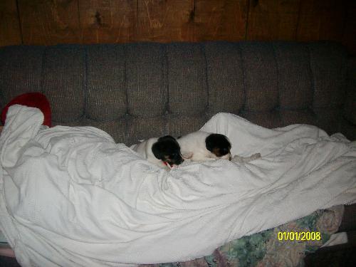 pups - the new pups