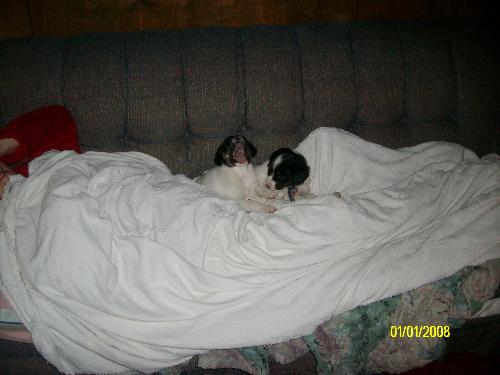 pups - new pups