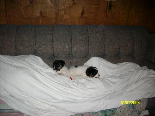 new pups - new pups Ciara and Penny