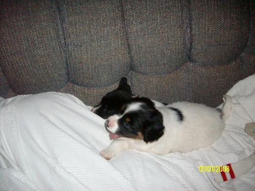 Penny and Ciara - already spoiled laying on the couch.