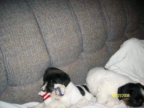 Last pic of pups - Penny and Ciara really enjoy being spoiled..lol