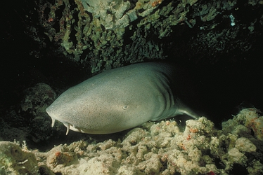 Sharks - Nurse Shark