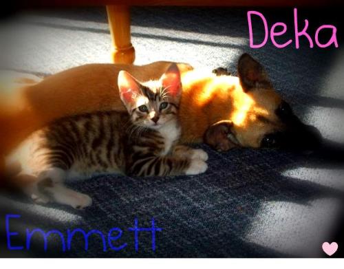 My Dog and Cat - This is my dog Deka, and kitten Emmett (he's bigger now).