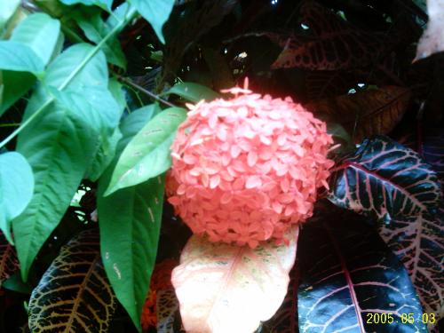 Ixora - Ixora is a hardy plant which blooms throught the year