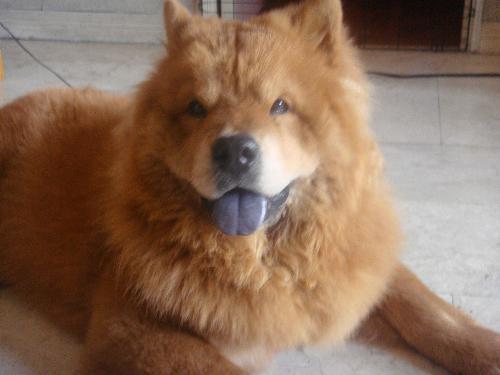 audi - our huggable and lovable chow chow