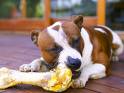 Dog chewing a bone - The photo shows a bulldog chewing a big bone.