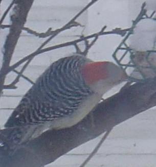 Red-Bellied Woodpecker - He doesn't have a red belly but that's what they call him. A big bird, as big as the feeder! I like this little guy. Red-Bellied Woodpecker - He doesn't have a red belly but that's what they call him. A big bird, as big as the feeder! I like this little guy.