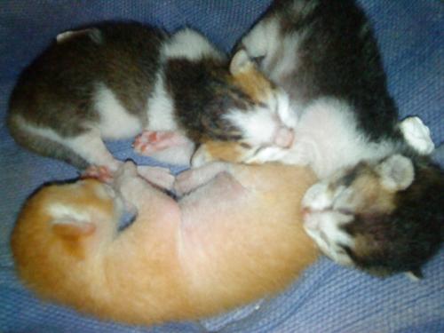 3 sleeping kittens - 3 sleeping kittens 